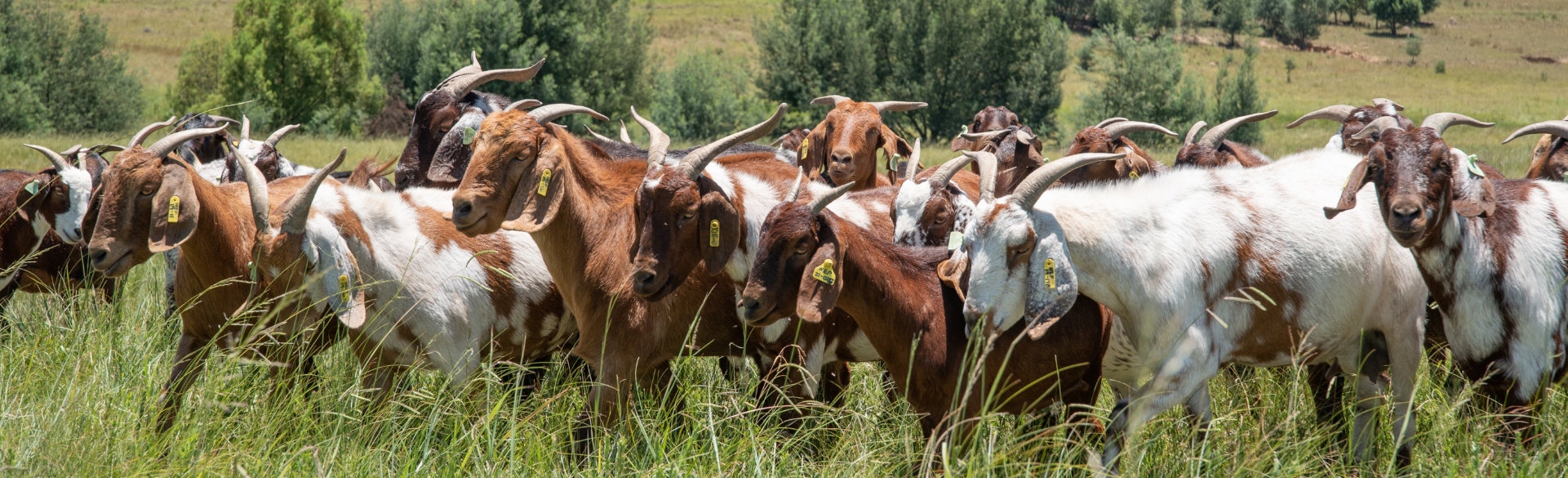 Kievits Kroon Fine Dining